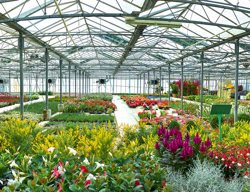Een levendig tuincentrum met een divers assortiment planten, aangepast aan een specifiek klimaat en klantenbestand.