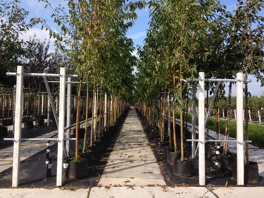 Jonge bomen ondersteund door U-System whips, bevorderend voor gezonde groei.