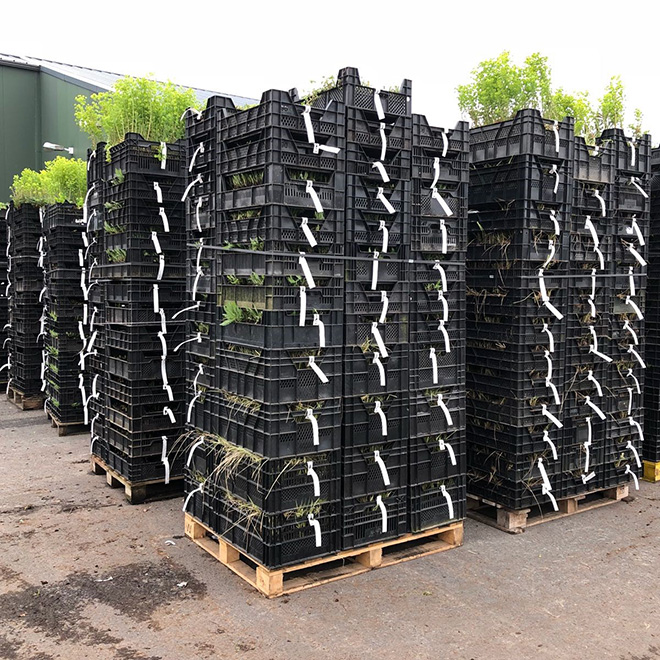 Stapels plasticdozen gevuld met planten, gereed voor veilig transport.
