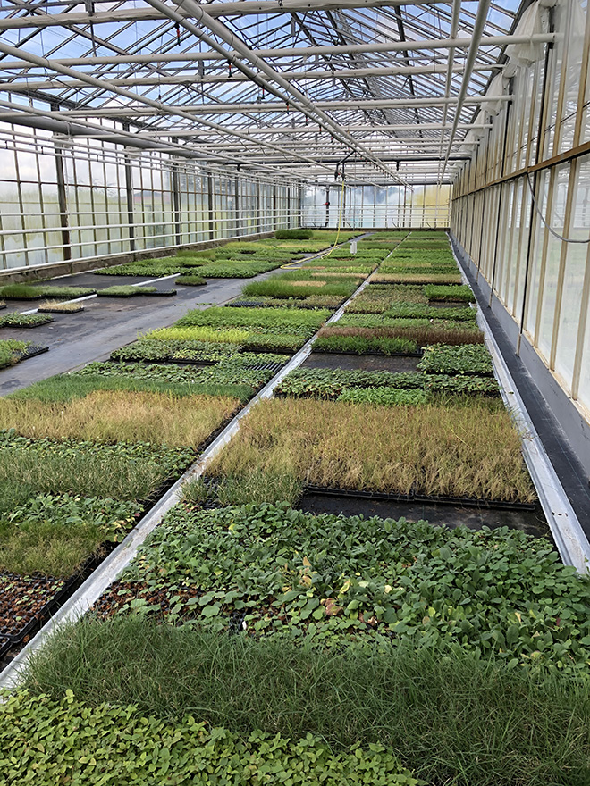 Kas met multiplaten voor plantenvermeerdering, met jonge planten.