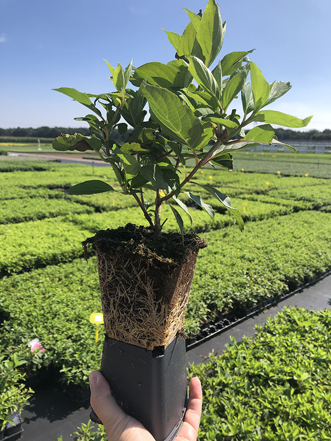 Rijen planten in standaard potten, variërend van P7 tot P15 in diameter.